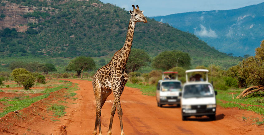 Kenya Tour Package | Safari DMC