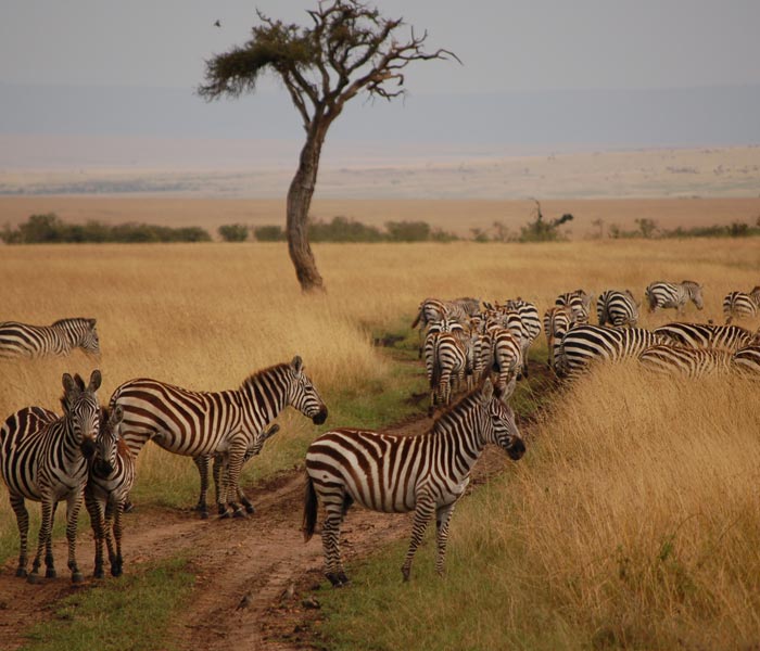 Maasai Mara National Game Reserve