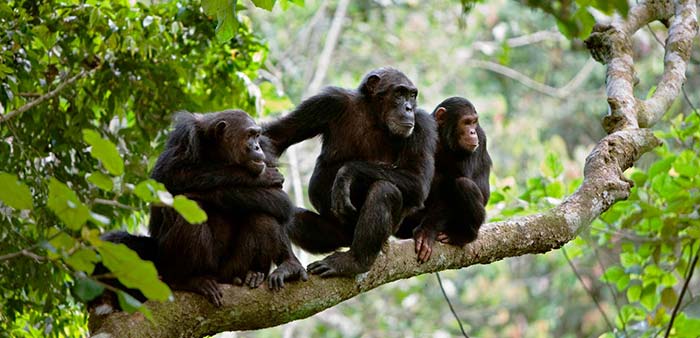 Chimpanzee Tracking In Gombe Stream